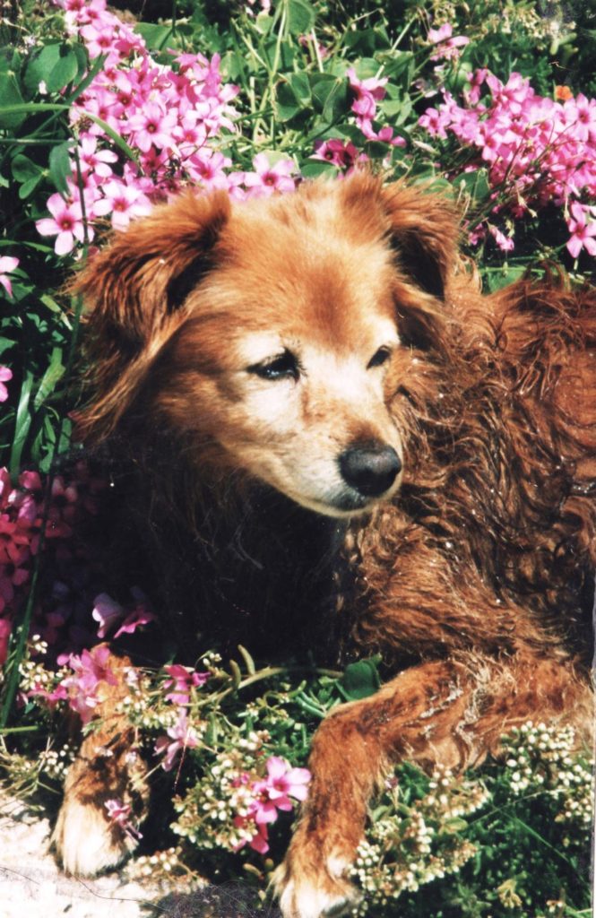 chien - Location Maison - Quimper Brest